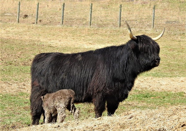 Dun colored Highland bull calf drinking from black cow