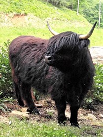 Two year old black highland heifer cow