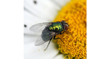 Closeup photo of a blowfly