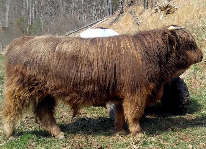 Blue Ridge Fergus Highland bull in a pasture