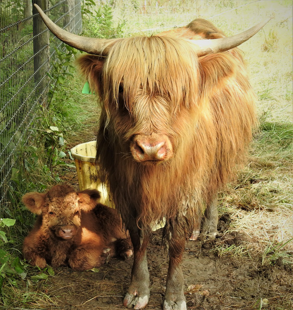 Highland bull calf named Bonus with his Dam