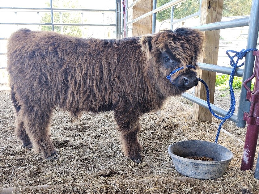 Brown Highland calf tied to panel during halter training