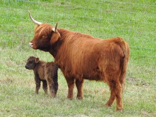 Brown Highland bull calf walking with red mama Highland cow at pasture