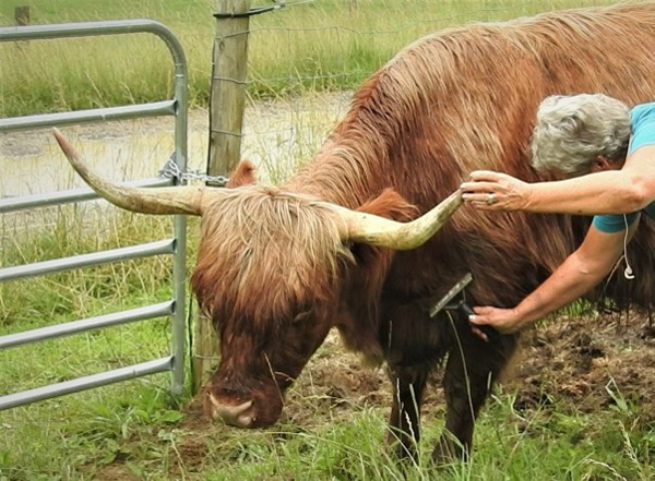 Woman brushing out a Highland cow holding horn tip with one hand for safety