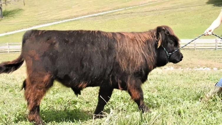 Beautiful black Highland bull calf with lots of light brown highlights walking on a halter