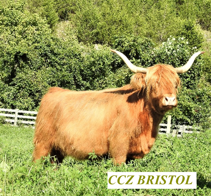 CCZ Bristol