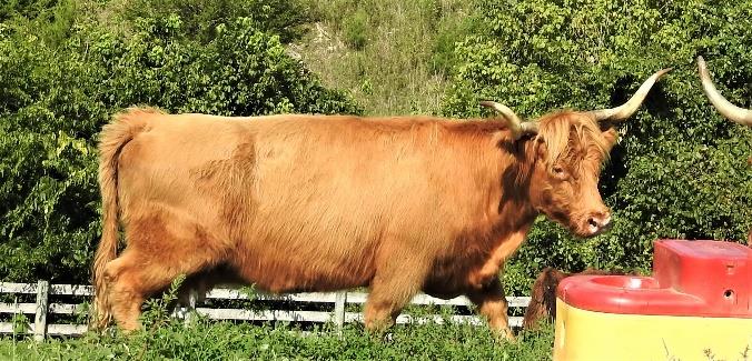 CCZ Janie Highland Cow