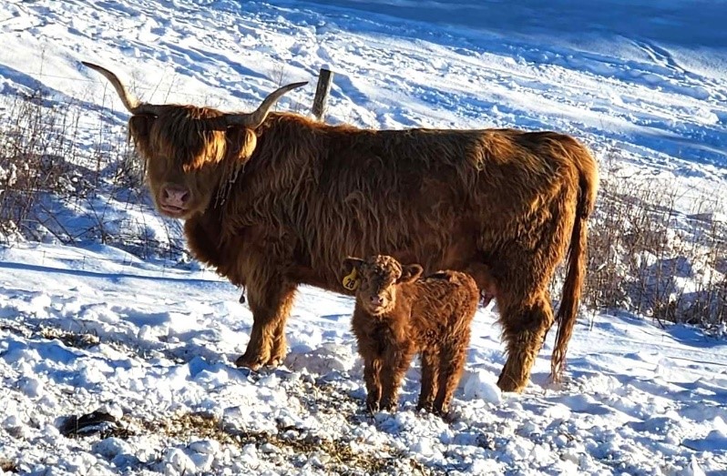 CCZ Janie with calf in snow