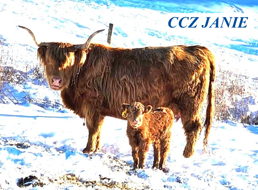 CCZ Janie