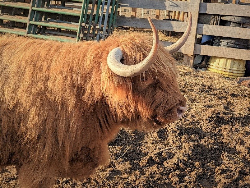 Caitlin Rudah of Legacy highland cow with unique horns