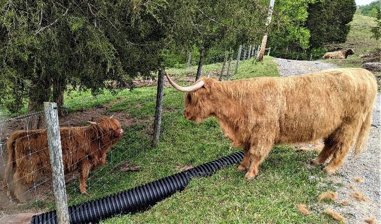 CaitlinRuadh of Legacy with her calf Lily