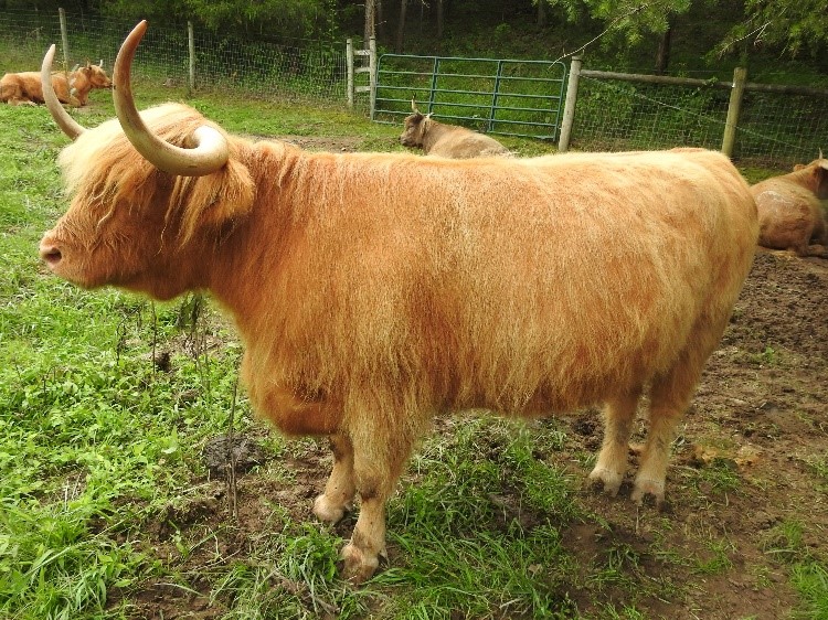 CaitlinRuadh of Legacy Highland Cow