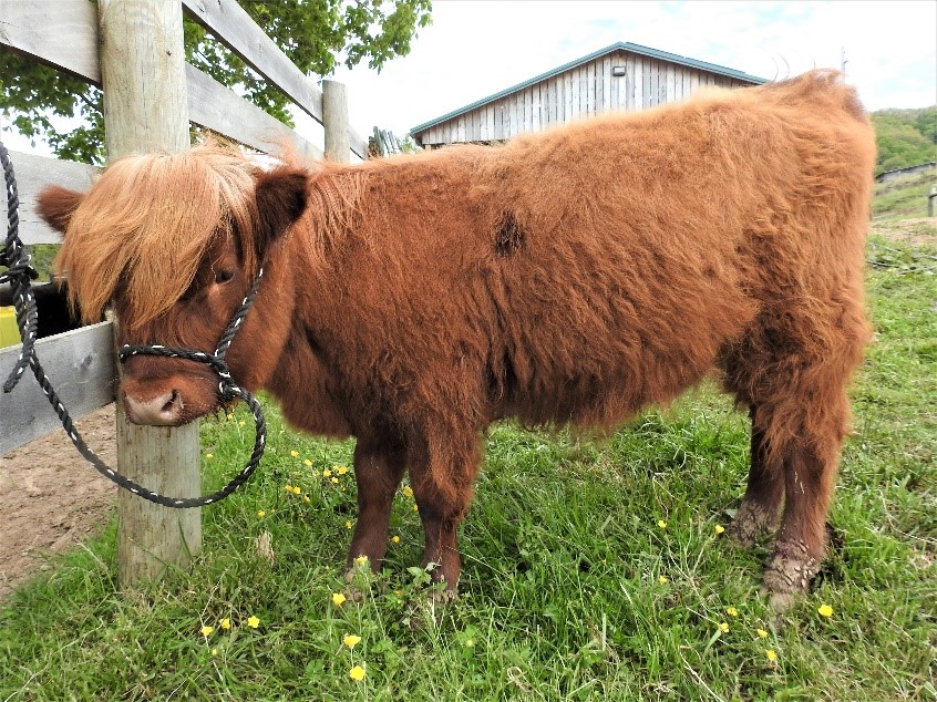 Highland heifer calf named Carol halter training at fence