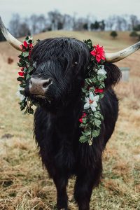 Highland Cow Wearing Christmas Garlands on Her Horns