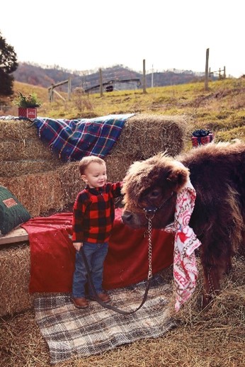 Highland bull calf on the farm with small boy for Christmas celebration