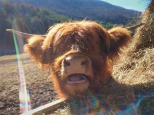 Closeup of face of Highland cow named Anne with a big smile on her face