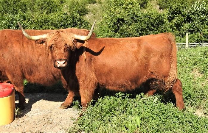 Cridhe of Legacy Highland cow