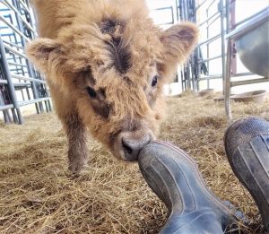 Photo of Highland calf sniffing a boot curiously