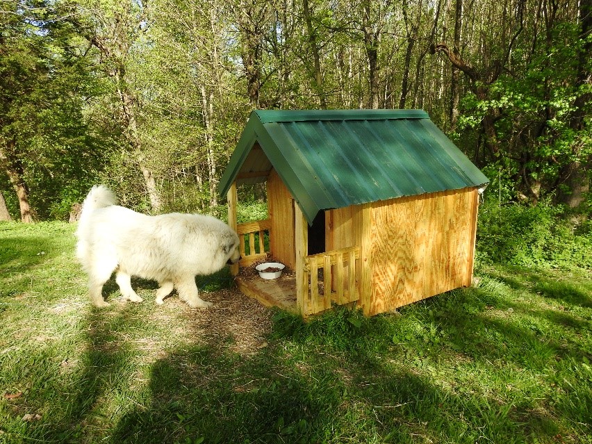 Dog house with large Great Pyrenees livestock guardian dog