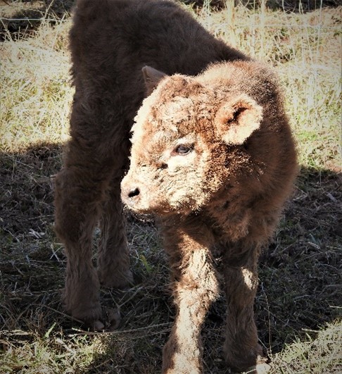 Cute baby Highland cow too shy to look straight at camera