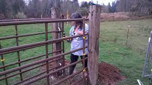 DIY squeeze chute for longhorn cattle using posts and panels