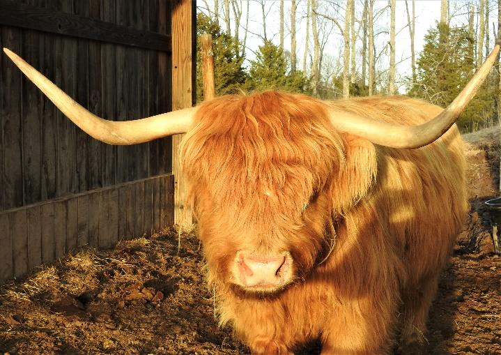 Deidra of Legacy Highland cow face