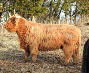 Deirdre of Legacy Highland cow from side