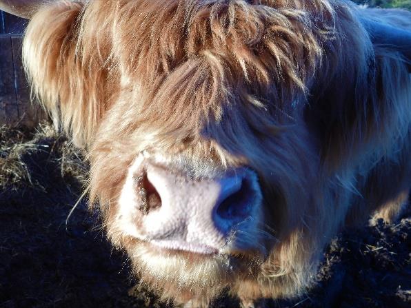 Deirdre of Legacy Highland cow nose
