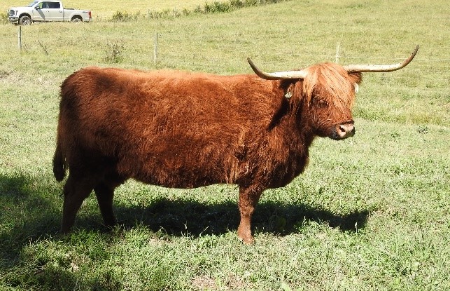 A thick bodied Highland cow named Denali at Elm Hollow Farm