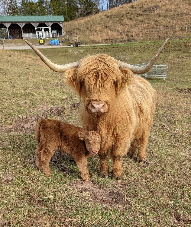Deirdre of Legacy highland cow with calf