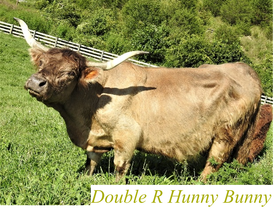 Double R Hunny Bunny