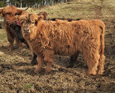 Dun Highland heifer calf at 3 months named Kandy's Girl
