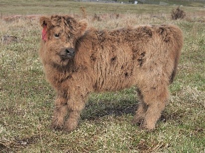 Super-cute dun Highland heifer calf looking sideways at camera named Karisma