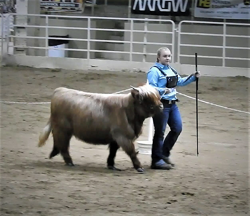 Highland calf Gwendolyn from Elm Hollow Farm being shown at Junior National show