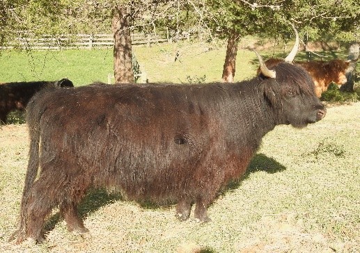 Elm Hollow's Heather highland cow