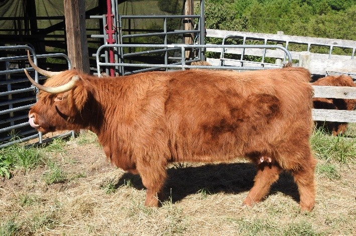 EH Jamesie highland cow