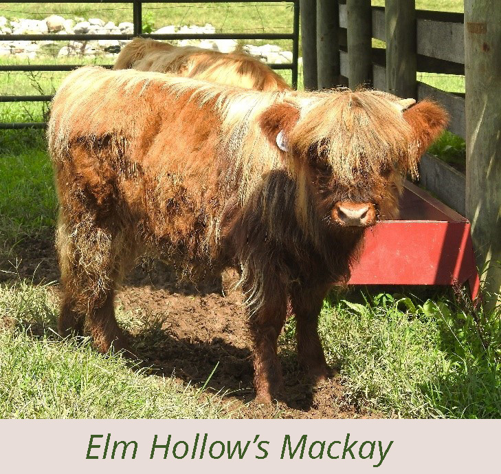 Elm Hollow's Mackay