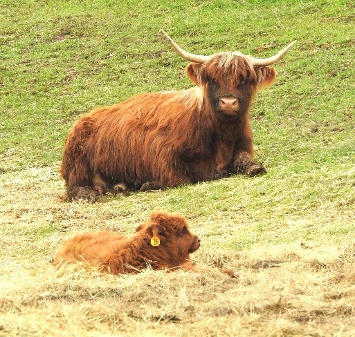 EH Mackay with his dam Avon