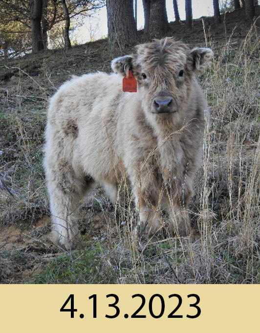 EH The Magician bull calf