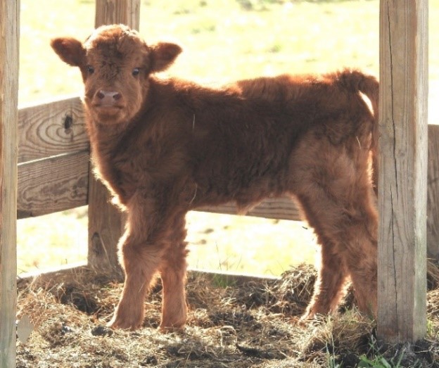 Elm Hollow's Makenzie as a young heifer highland calf