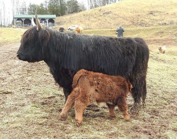 EH Makenzie as a newborn calf with her mom, LEA Nocturne