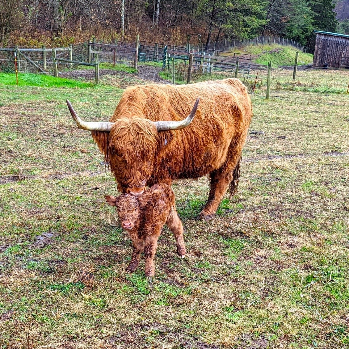 Elm Hollow's Manda as a newborn calf with GAM Grace Suk