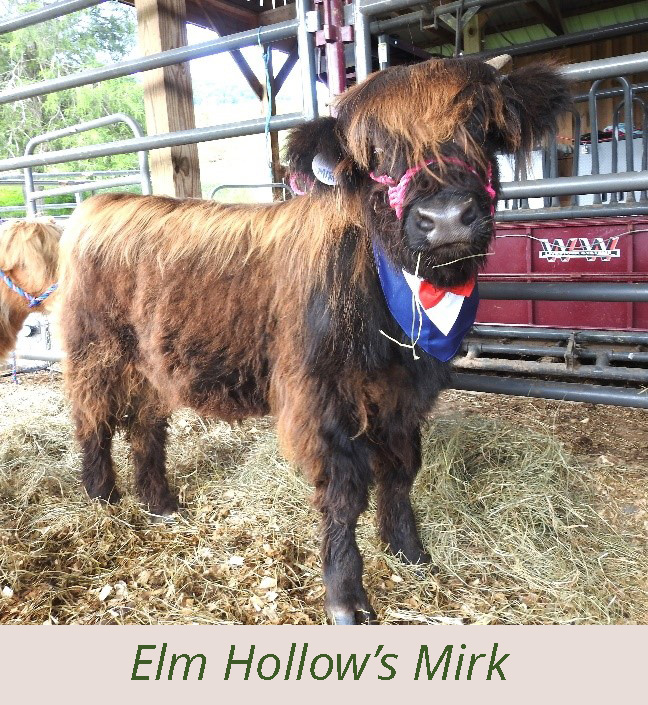 Elm Hollow's Mirk