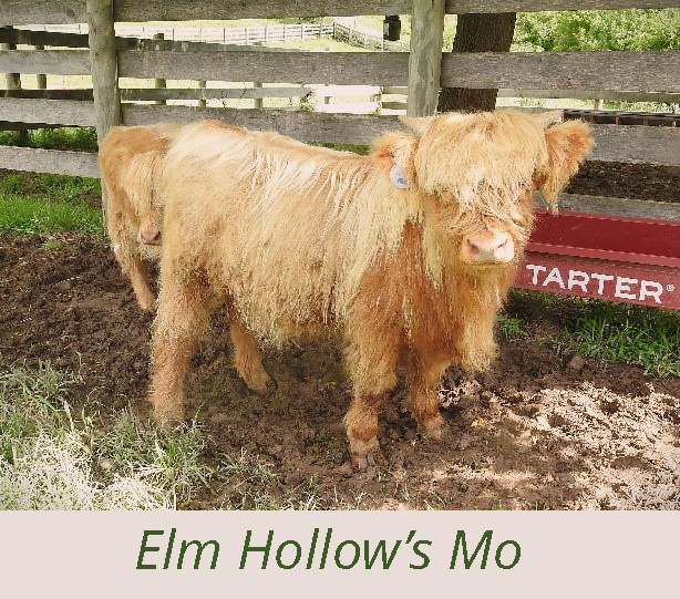 Elm Hollow's Mo