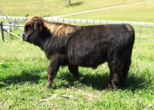 Elm Hollow's Murdoc Scottish Highland Bull