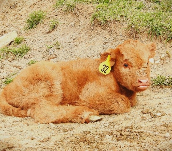 Niamh's birthday picture