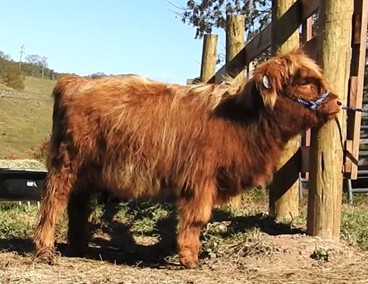 EH Niamh highland heifer calf