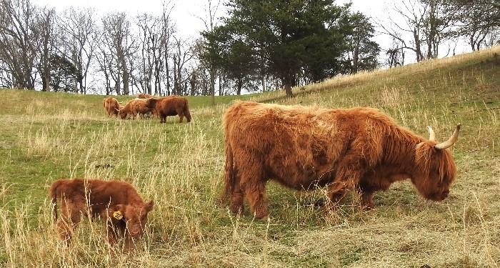 Red highland cow with calf