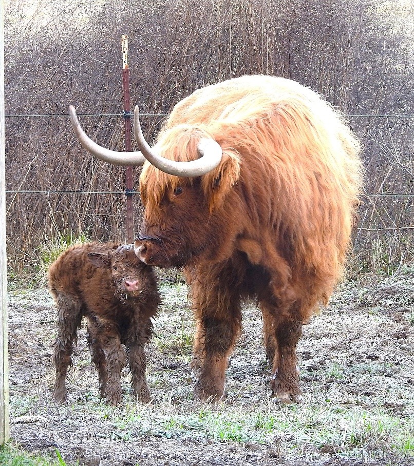 Elm Hollow's Nicholas and his dam