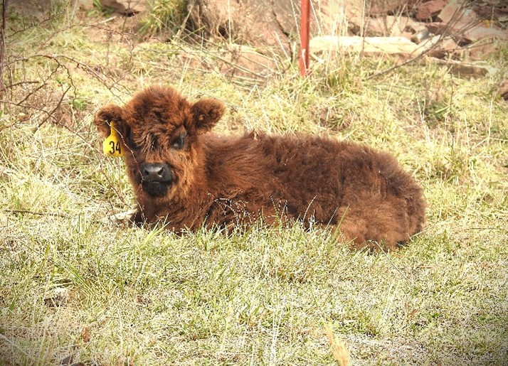 Niamh's birthday picture